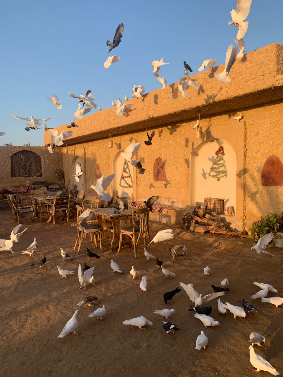 Shot of Flock of Pigeons in Siwa, Egypt